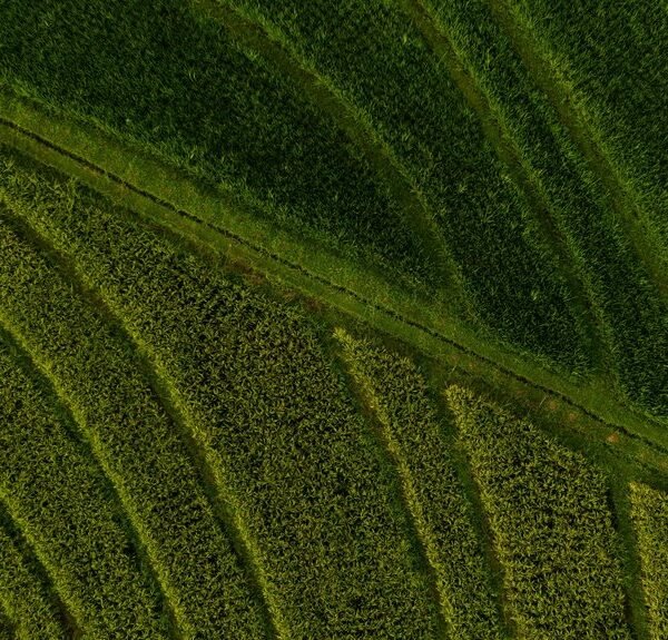 market expansion and competition