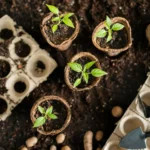 Seed Starting Tips for Urban Gardeners