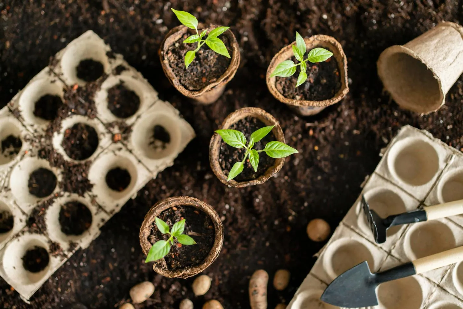 Seed Starting Tips for Urban Gardeners