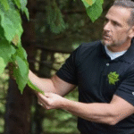 Certified Arborist: The Key to Professional and Reliable Tree Care