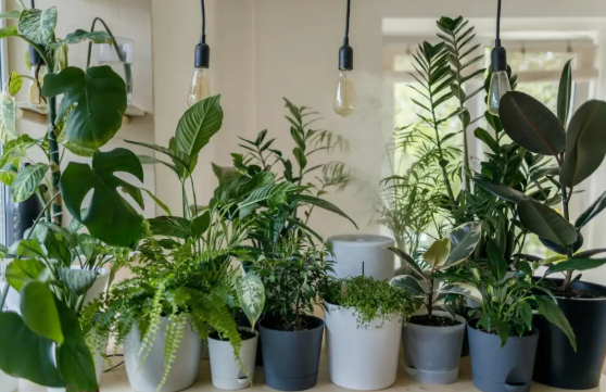 How to Choose a Houseplant That Matches Your Actual Lifestyle